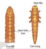 hinh-anh-bai-17-cam-ung-o-dong-vat-12865-1