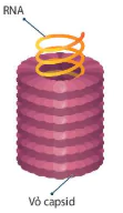 hinh-anh-bai-24-khai-quat-ve-virus-12878-0