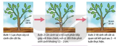 hinh-anh-bai-21-thuc-hanh-bam-ngon-tia-canh-xu-li-kich-thich-to-va-tinh-tuoi-cay-12890-1