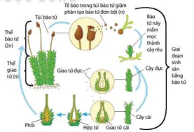 hinh-anh-bai-25-sinh-san-o-thuc-vat-12894-1