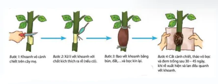 hinh-anh-bai-26-thuc-hanh-nhan-giong-vo-tinh-va-thu-phan-cho-cay-12895-1
