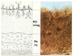 hinh-anh-bai-3-gioi-thieu-ve-dat-trong-13253-1
