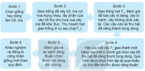 hinh-anh-bai-12-mot-so-phuong-phap-chon-tao-giong-cay-trong-13270-7
