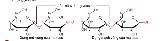 hinh-anh-bai-5-saccharose-va-maltose-13503-1