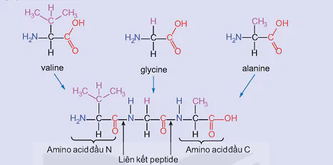 hinh-anh-bai-9-amino-acids-va-peptides-13508-4