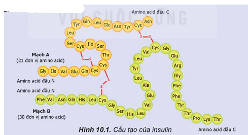 hinh-anh-bai-10-protein-va-enzyme-13507-0