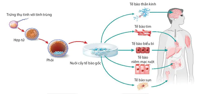 hinh-anh-bai-3-cong-nghe-te-bao-dong-vat-va-thanh-tuu-13224-1