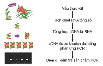 hinh-anh-bai-4-mot-so-ung-dung-ong-nghe-sinh-hoc-trong-bao-ve-thuc-vat-13343-1