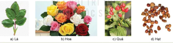 hinh-anh-bai-6-ki-thuat-trong-va-cham-soc-hoa-hong-13345-1