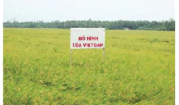 hinh-anh-bai-13-mot-so-mo-hinh-trong-trot-theo-tieu-chuan-vietgap-13353-1