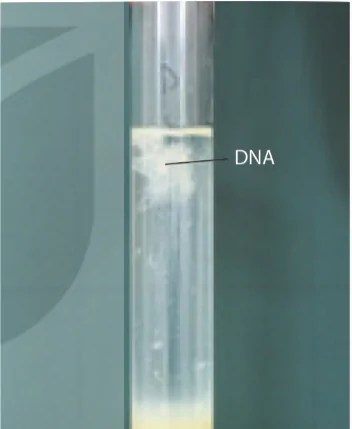 hinh-anh-bai-2-nguyen-li-tach-chiet-dna-13936-1