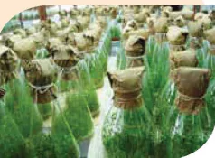 hinh-anh-bai-2-cong-nghe-sinh-hoc-trong-chon-tao-va-nhan-giong-cay-lam-nghiep-13980-1