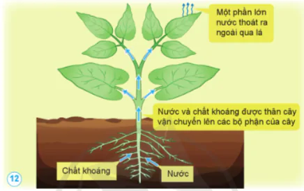 hinh-anh-bai-13-nhu-cau-song-cua-thuc-vat-va-cham-soc-cay-trong-10837-10