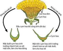 hinh-anh-bai-15-cam-ung-o-thuc-vat-12837-9
