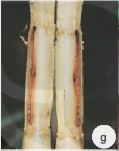 hinh-anh-bai-15-sau-benh-hai-cay-trong-va-y-nghia-cua-viec-phong-tru-13288-10