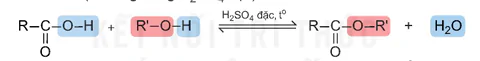 hinh-anh-bai-1-ester-lipid-13499-9
