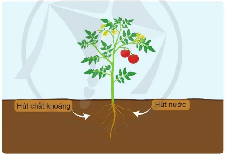 hinh-anh-bai-12-cac-bo-phan-cua-thuc-vat-va-chuc-nang-cua-chung-9472-10