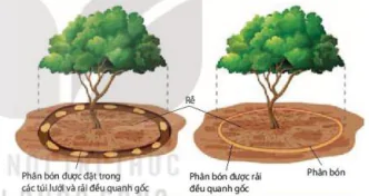 hinh-anh-bai-15-cam-ung-o-thuc-vat-12837-10
