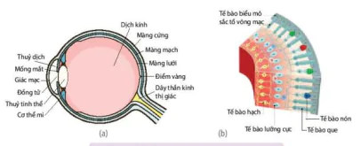 hinh-anh-bai-17-cam-ung-o-dong-vat-12865-11