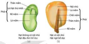 hinh-anh-bai-25-sinh-san-o-thuc-vat-12894-11