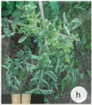 hinh-anh-bai-15-sau-benh-hai-cay-trong-va-y-nghia-cua-viec-phong-tru-13288-11