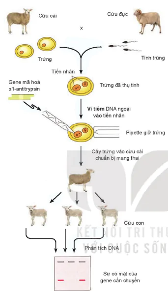 hinh-anh-bai-2-mot-so-ung-dung-pho-bien-cua-cong-nghe-sinh-hoc-trong-chon-tao-giong-vat-nuoi-13787-9