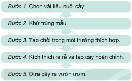 hinh-anh-bai-2-cong-nghe-sinh-hoc-trong-chon-tao-va-nhan-giong-cay-lam-nghiep-13980-11