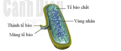 hinh-anh-bai-16-virus-va-vi-khuan-10931-11