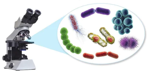 hinh-anh-bai-16-virus-va-vi-khuan-10931-12