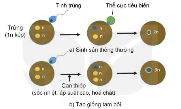 hinh-anh-bai-6-mot-so-ung-dung-cong-nghe-sinh-hoc-trong-chon-tao-giong-thuy-san-13984-12