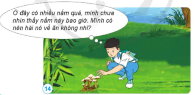 hinh-anh-bai-15-nam-va-mot-so-nam-duoc-dung-lam-thuc-an-10841-13