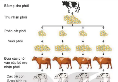 hinh-anh-bai-3-mot-so-ung-dung-pho-bien-cua-cong-nghe-sinh-hoc-trong-nhan-giong-vat-nuoi-13788-12