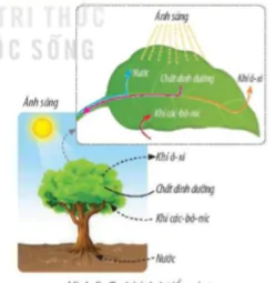 hinh-anh-bai-15-thuc-vat-can-gi-de-song-8069-15