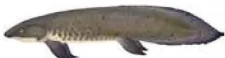 hinh-anh-bai-10-gioi-thieu-chung-ve-ca-canh-13988-15