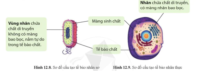 hinh-anh-bai-12-te-bao-don-vi-co-so-cua-su-song-10305-15