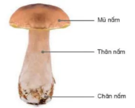 hinh-anh-bai-19-dac-diem-chung-cua-nam-8167-19