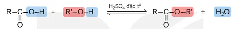 hinh-anh-bai-1-ester-lipid-13499-19
