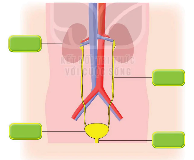 hinh-anh-bai-25-tim-hieu-co-quan-bai-tiet-nuoc-tieu-7143-2