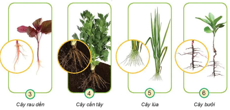 hinh-anh-bai-13-mot-so-bo-phan-cua-thuc-vat-7326-2