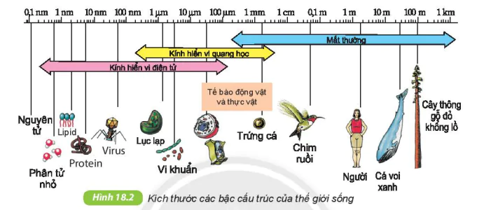 hinh-anh-bai-18-te-bao-don-vi-co-ban-cua-su-song-7814-2