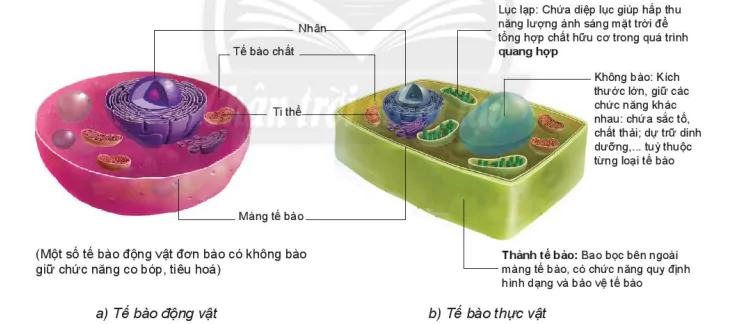 hinh-anh-bai-19-cau-tao-va-chuc-nang-cac-thanh-phan-cua-te-bao-7815-2