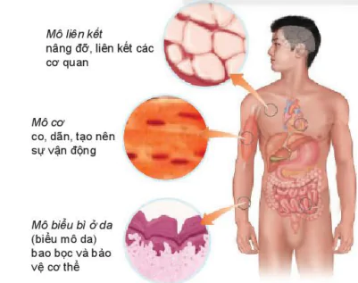 hinh-anh-bai-23-to-chuc-co-the-da-bao-7900-2