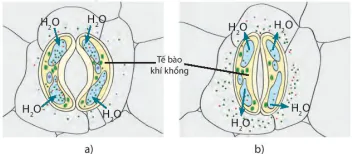 hinh-anh-bai-30-trao-doi-nuoc-va-chat-dinh-duong-o-thuc-vat-8209-2