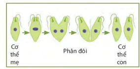 hinh-anh-bai-39-sinh-san-vo-tinh-o-sinh-vat-9038-2