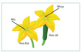 hinh-anh-bai-40-sinh-san-huu-tinh-o-sinh-vat-9046-2