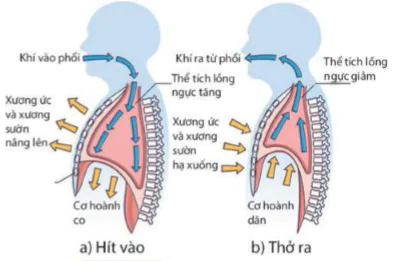 hinh-anh-bai-34-he-ho-hap-o-nguoi-9278-8