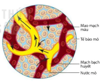 hinh-anh-bai-36-dieu-hoa-moi-truong-trong-cua-co-the-nguoi-9301-3