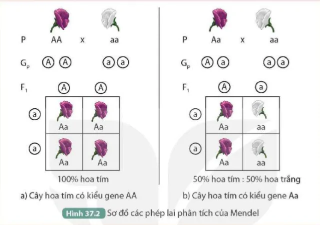 hinh-anh-bai-37-cac-quy-luat-di-truyen-cua-mendel-9492-26