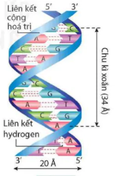 hinh-anh-bai-38-nucleic-acid-va-gene-9495-3