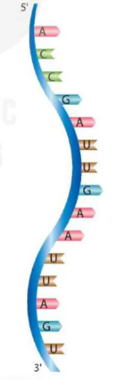 hinh-anh-bai-38-nucleic-acid-va-gene-9495-8